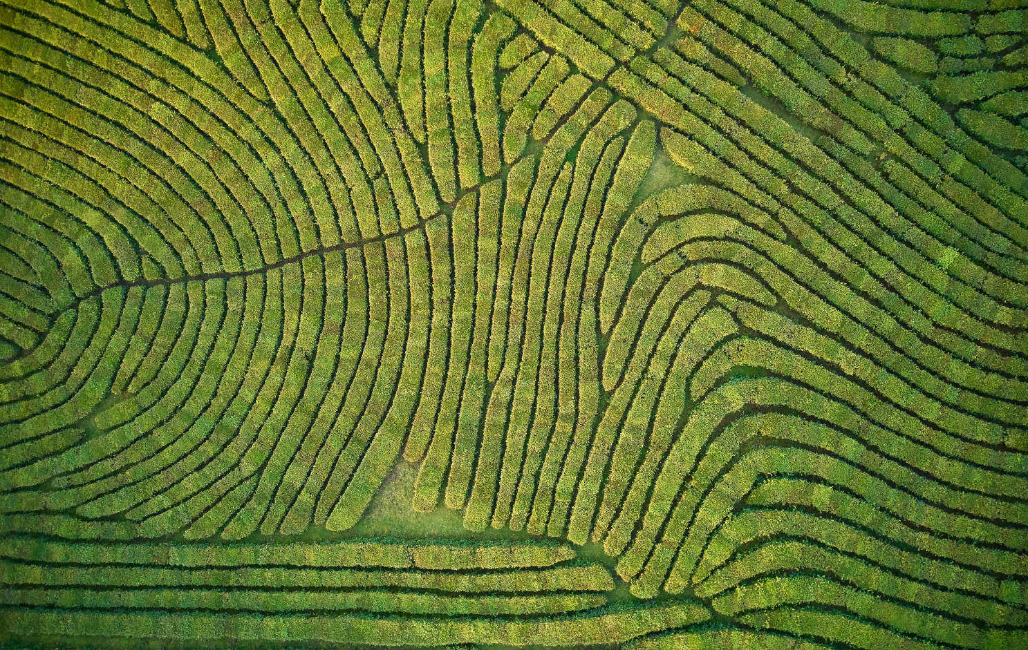 Aerial,View,Shot,From,Drone,Of,Green,Tea,Plantation,,Top